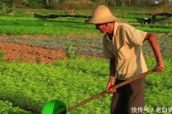 红树莓什么时间栽合适 红树莓什么季节栽成活率高?