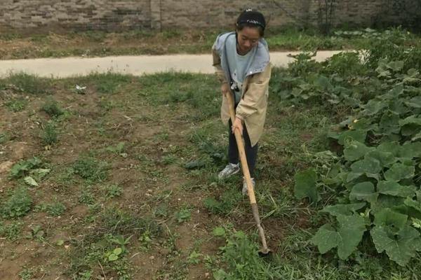 枣树打了除草剂会疯吗怎么处理 为什么甲嘧磺隆不能用于果树?