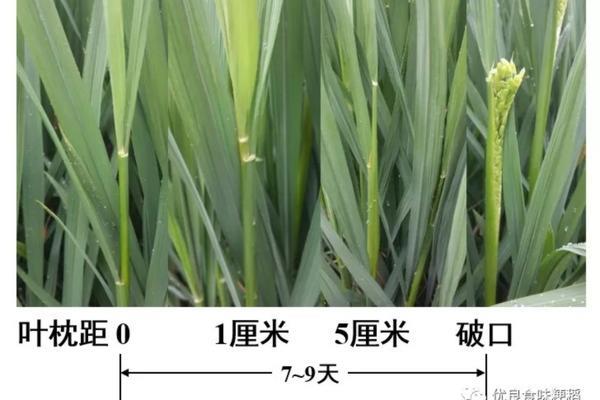 高粱籽外壳怎么去除农药 灌浆的高粱有虫子了怎么办？