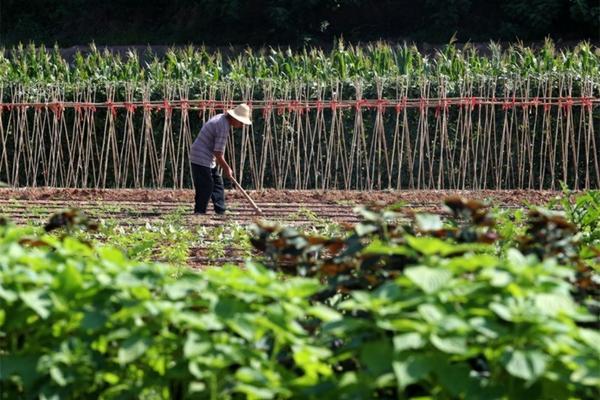 霜霉病用多菌灵还是百菌清 房枯病用什么杀菌剂？