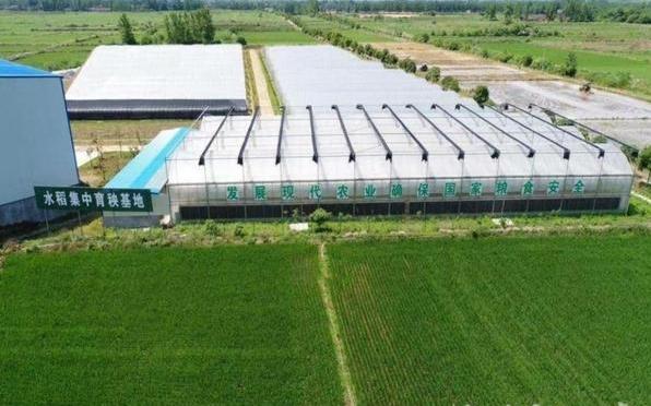 公认口感好的葡萄品种 丽扎马特葡萄口感怎么样?