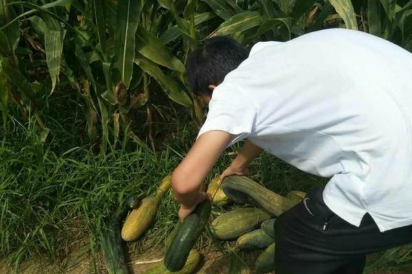 农药草甘膦毒性有多大 草甘膦除草剂中毒