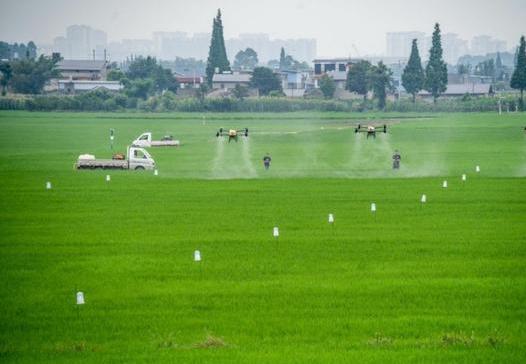 韭菜田苗后除草剂有哪些 韭菜除草剂哪种效果好