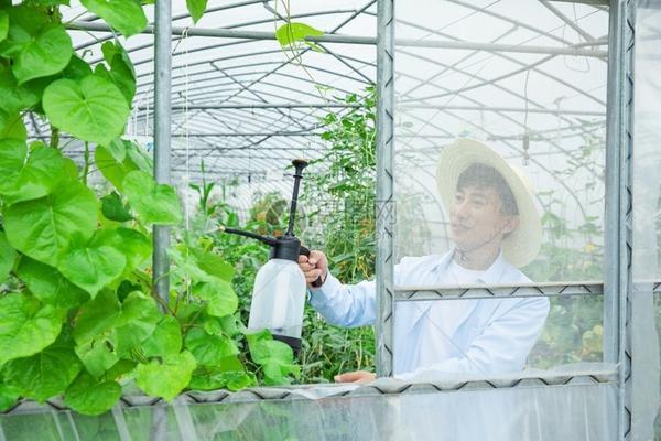 杨树幼苗地除草剂有吗 什么农药能杀死杨树?